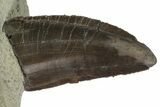 Serrated, Allosaurus Tooth On Sandstone - Colorado #173067-2